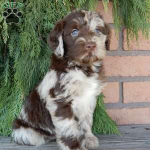 Everest, Labradoodle Puppy