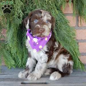 Everest, Labradoodle Puppy