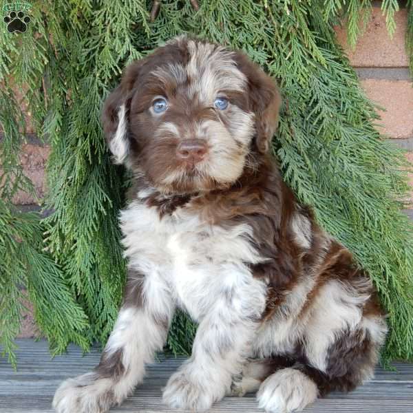 Everest, Labradoodle Puppy