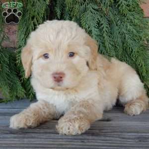 Zuma, Labradoodle Puppy