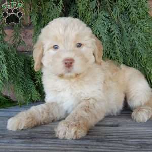Zuma, Labradoodle Puppy