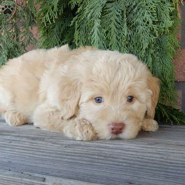 Zuma, Labradoodle Puppy