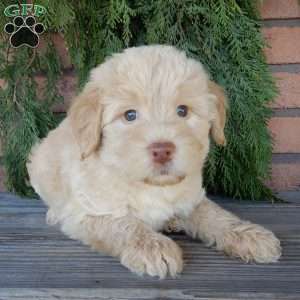 Zuma, Labradoodle Puppy