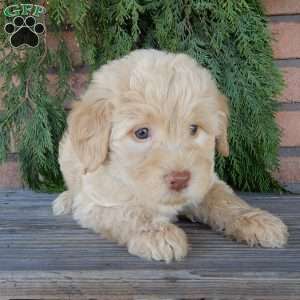 Zuma, Labradoodle Puppy