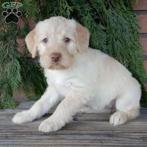Coral, Labradoodle Puppy