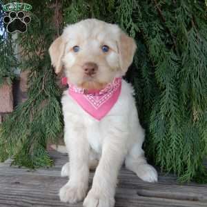 Coral, Labradoodle Puppy