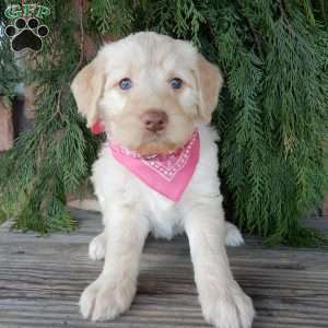 Coral, Labradoodle Puppy