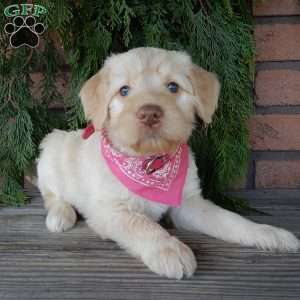 Coral, Labradoodle Puppy