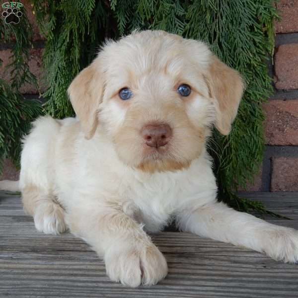 Coral, Labradoodle Puppy