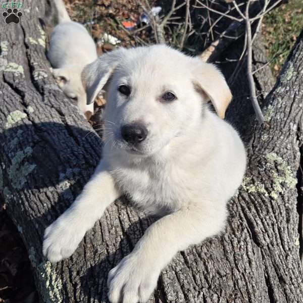 Kristoff, German Shepherd Puppy