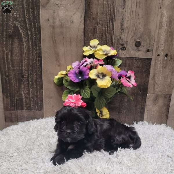 Midnight, Shih-Poo Puppy