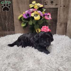Midnight, Shih-Poo Puppy