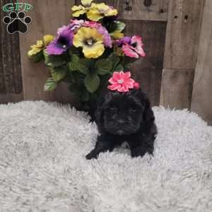 Midnight, Shih-Poo Puppy
