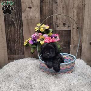 Midnight, Shih-Poo Puppy