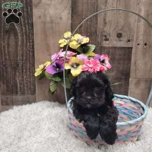 Midnight, Shih-Poo Puppy