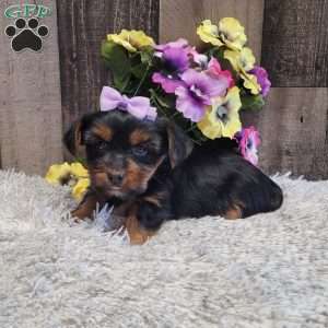 Sparkles, Yorkie Puppy