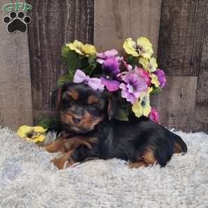 Sparkles, Yorkie Puppy