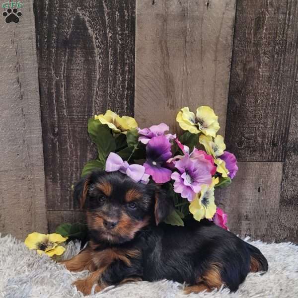 Sparkles, Yorkie Puppy