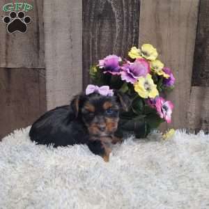 Sparkles, Yorkie Puppy