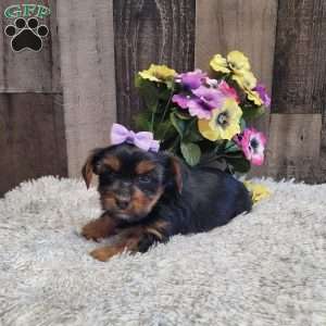 Sparkles, Yorkie Puppy