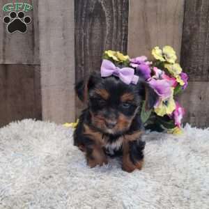 Sparkles, Yorkie Puppy