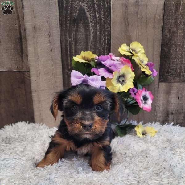 Sparkles, Yorkie Puppy