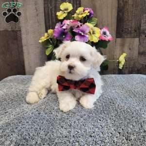 Prince, Maltese Puppy