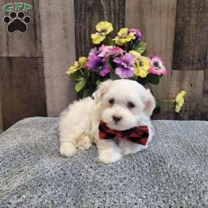 Prince, Maltese Puppy