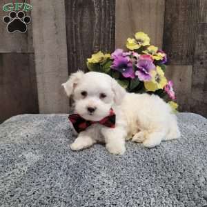 Prince, Maltese Puppy