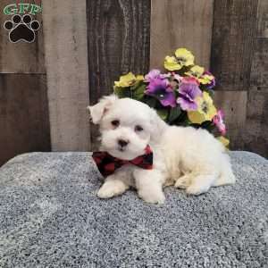 Prince, Maltese Puppy