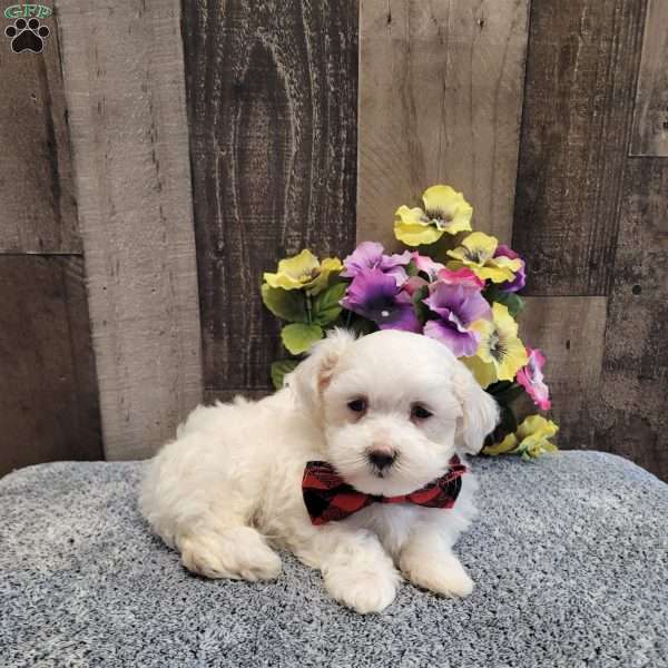 Prince, Maltese Puppy