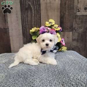 Preston, Maltese Puppy