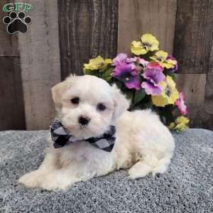 Preston, Maltese Puppy