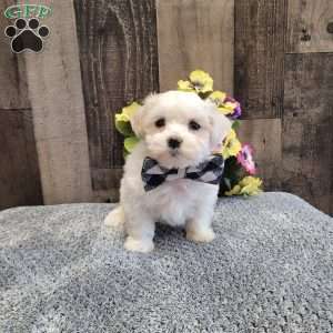 Preston, Maltese Puppy