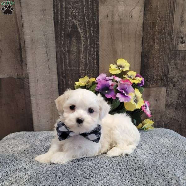 Preston, Maltese Puppy