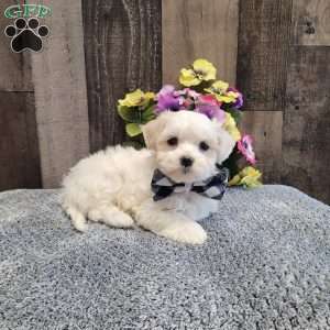 Preston, Maltese Puppy