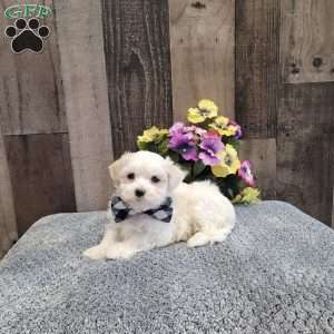 Preston, Maltese Puppy