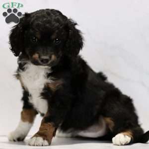 Cassidy, Cavapoo Puppy