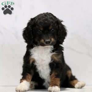 Cassidy, Cavapoo Puppy
