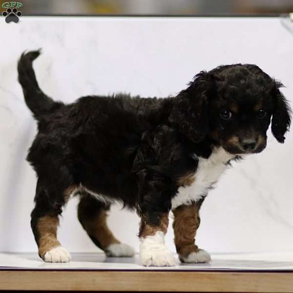 Cassidy, Cavapoo Puppy