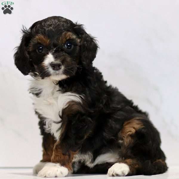 Celeste, Cavapoo Puppy