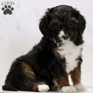 Celeste, Cavapoo Puppy