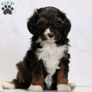Celeste, Cavapoo Puppy