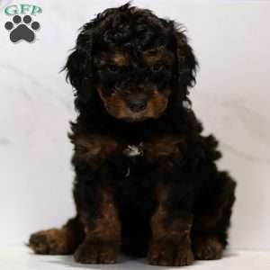 Connor, Cavapoo Puppy