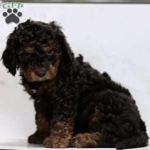 Connor, Cavapoo Puppy