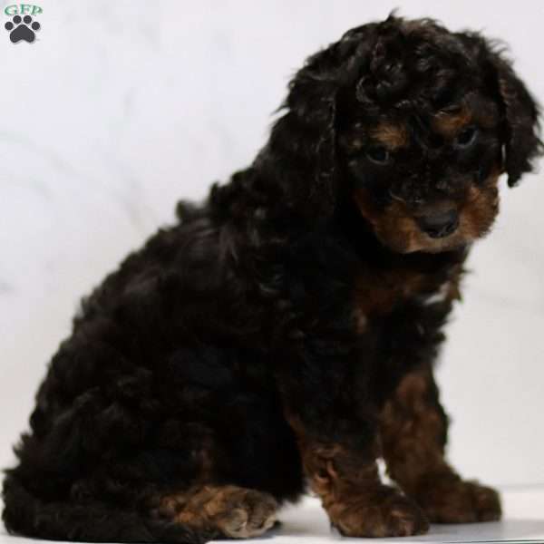 Connor, Cavapoo Puppy