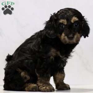 Cristy, Cavapoo Puppy