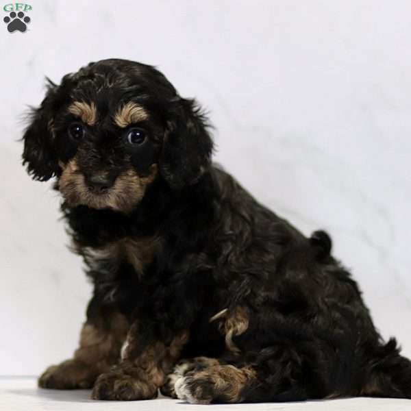 Cristy, Cavapoo Puppy