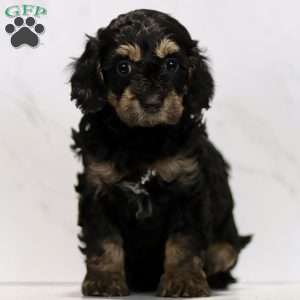 Cristy, Cavapoo Puppy