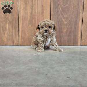 Dot, Cavapoo Puppy